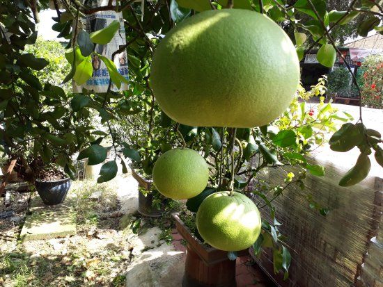 Go Chin Pomelo Nature Park